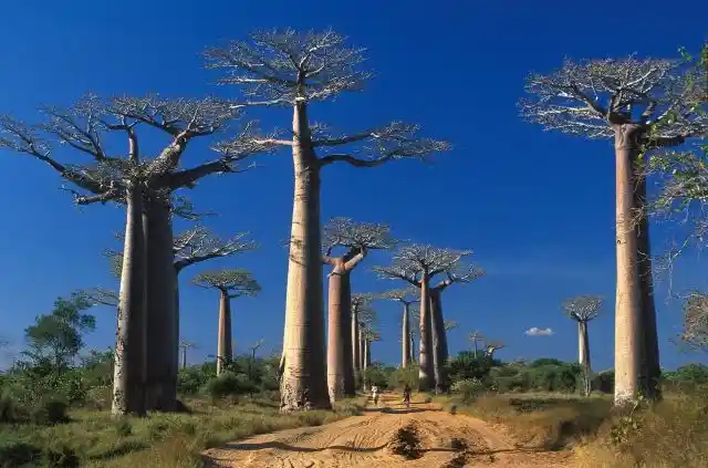 Naturel park madagascar, national park